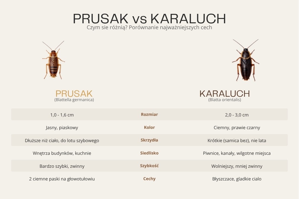 prusak vs karaluch infografika