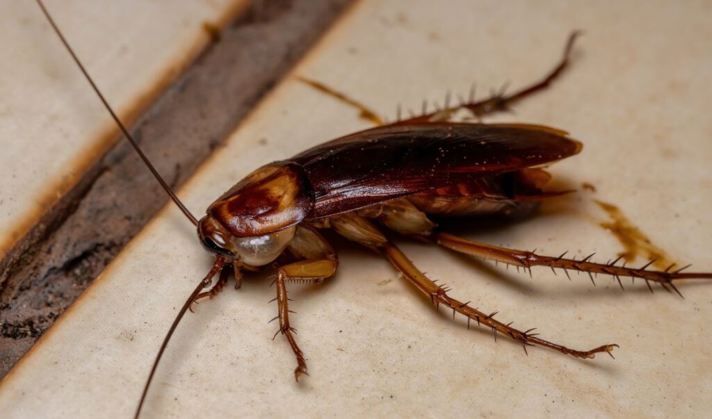 Jak unikać pojawienia się karaluchów i pluskiew w hotelach i innych obiektach noclegowych?