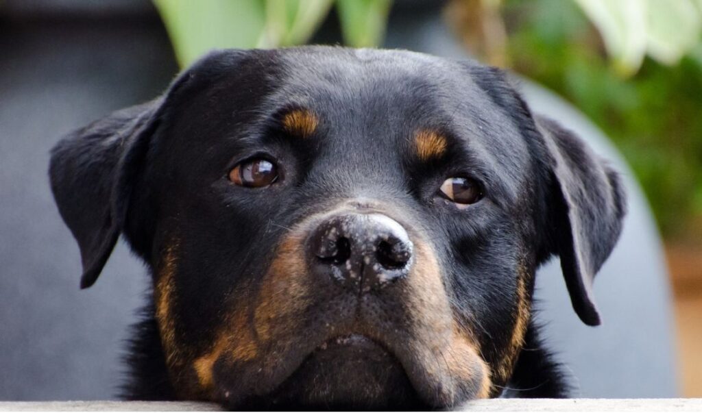 Które preparaty przeciwko pluskwom są bezpieczne dla zwierząt