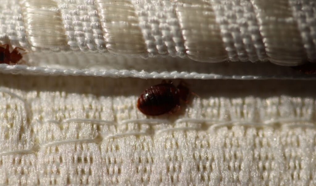 Jak rozpoznać pierwsze objawy infestacji pluskiew, zanim zrobi się poważnie?