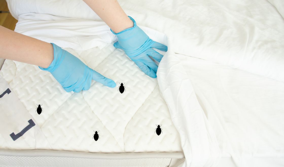 Naturalne i ekologiczne metody walki z pluskwami: fakty i mity