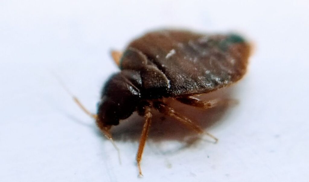 Cykl życiowy pluskwy domowej – jak szybko się rozmnażają i ile żyją?