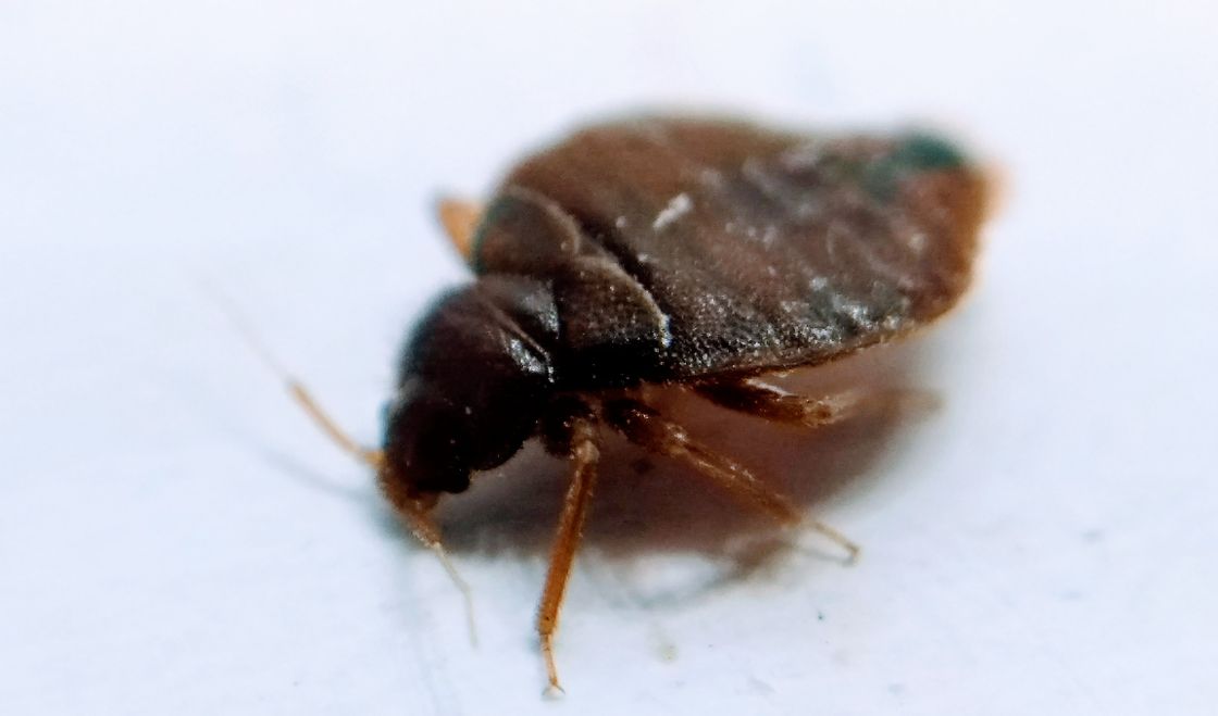 Cykl życiowy pluskwy domowej – jak szybko się rozmnażają i ile żyją?