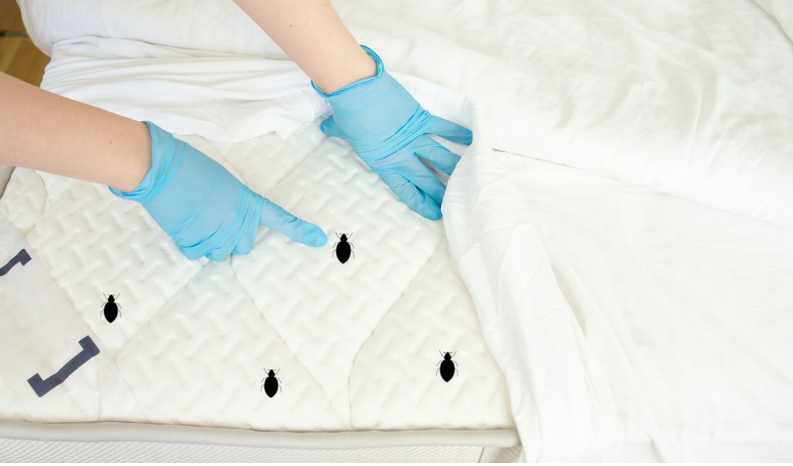 Pluskwy w hotelu – jak chronić gości i reputację obiektu