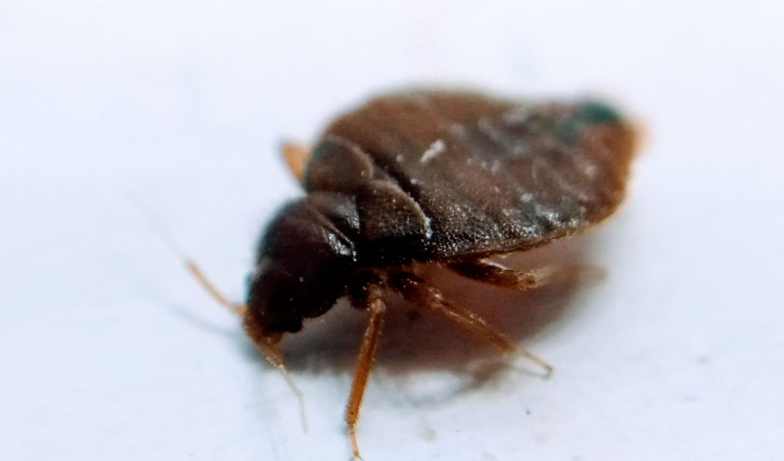 Co robić, gdy znajdziesz jedną pluskwę?