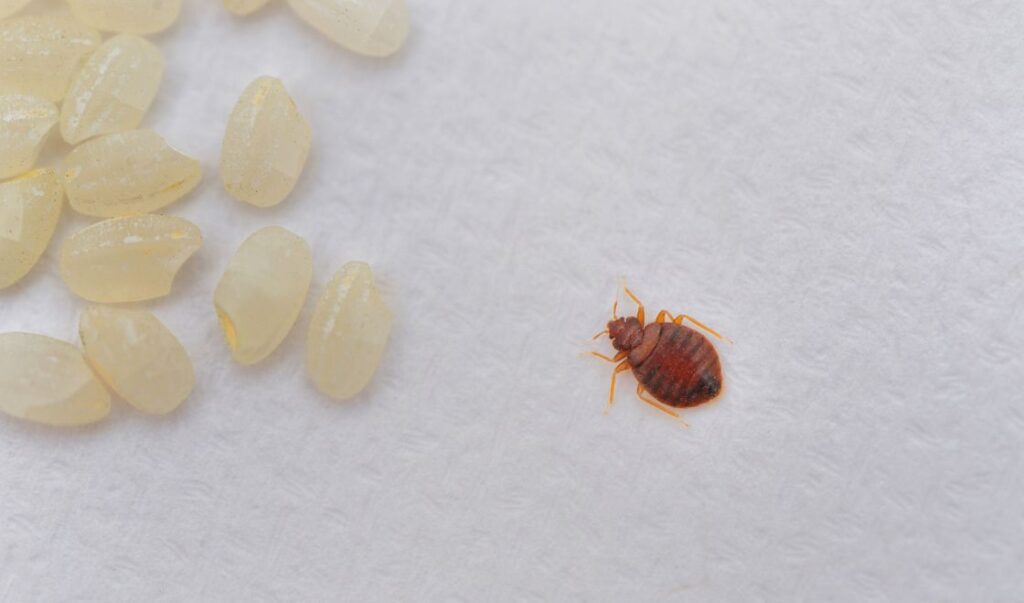 Jak nie przywieźć pluskwy z podróży?