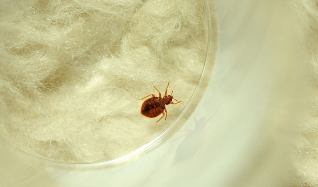 Jak pluskwy przeżywają zimę? Sekrety ich przetrwania