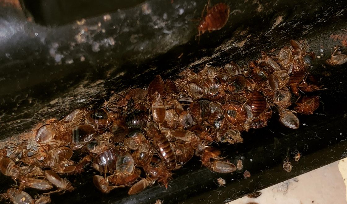 Gniazdo pluskwy - jak wygląda i gdzie najczęściej je znaleźć w domu?