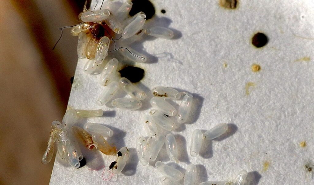 Jajeczka pluskiew - jak je rozpoznać i dlaczego prowadzą do szybkiego rozprzestrzeniania się infestacji?