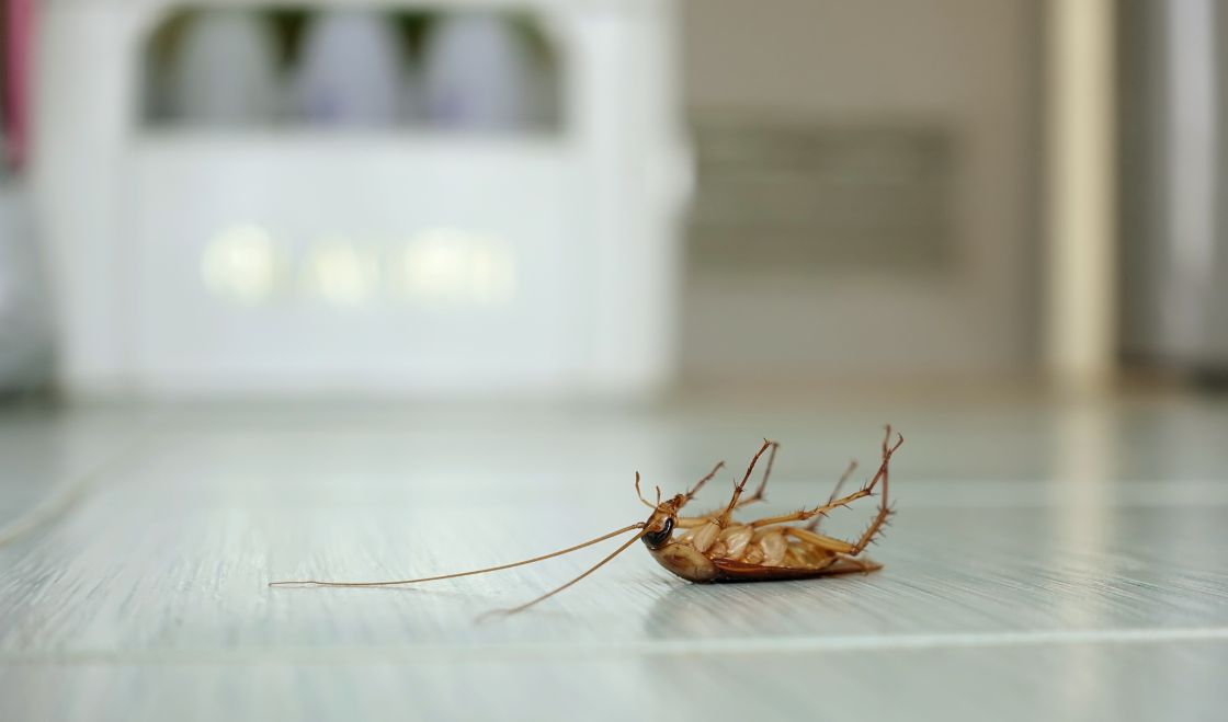 Jak rozpoznać, że w domu pojawiły się karaluchy - objawy, ślady i miejsca ukrycia