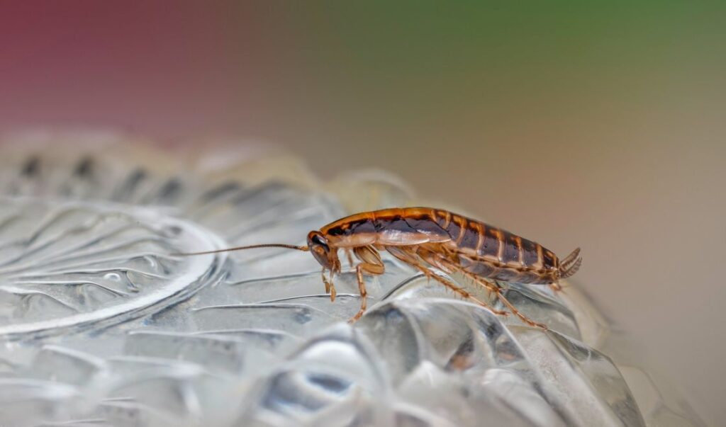 Czym się różnią karaluchy od prusaków?