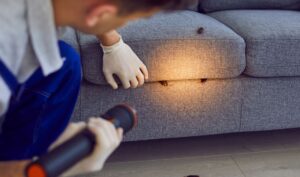 Gdzie karaluchy chowają się w ciągu dnia?