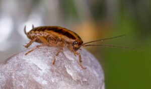 Czy karaluchy latają