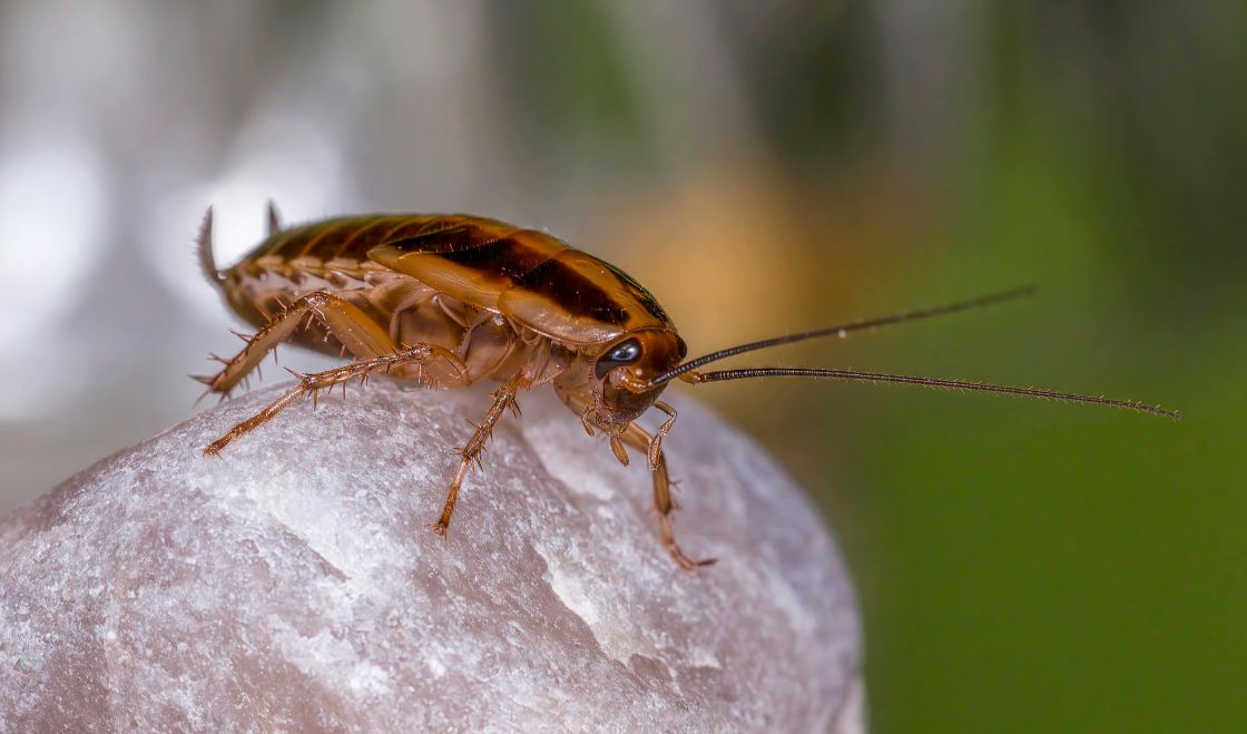 Czy karaluchy latają