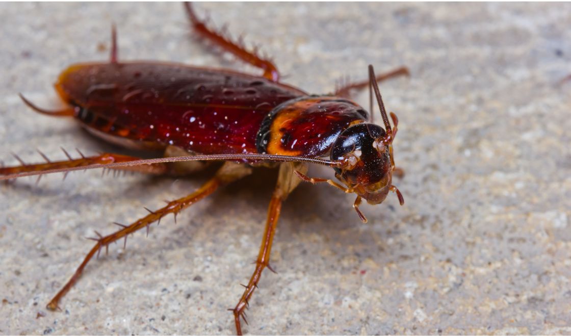 Jak rozpoznać karalucha