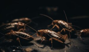 czy karaluchy są groźne