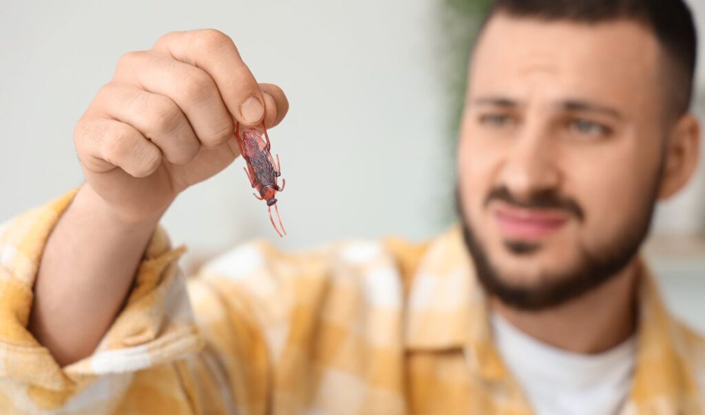 Czy karaluchy mona przenieść na ubraniach