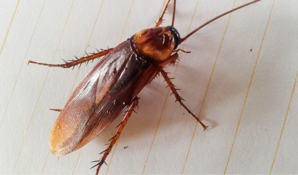 Ile żyje karaluch w domu i w naturze