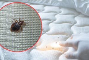 Zbliżenie na pluskwę domową na tkaninie materaca oraz dłoń wskazująca małe czarne insekty na białym poszyciu łóżka.