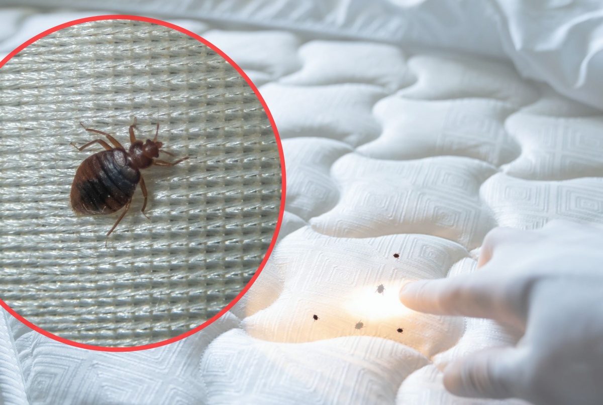 Zbliżenie na pluskwę domową na tkaninie materaca oraz dłoń wskazująca małe czarne insekty na białym poszyciu łóżka.