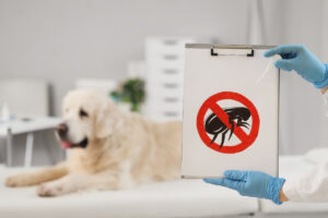 Jak długo żyją pchły w domu?